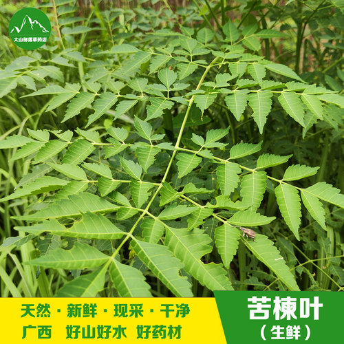 新鲜苦楝树叶苦练树皮苦楝树皮