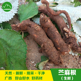 深山现挖新鲜苎麻根 广西中草药苎麻叶野麻根青麻 生鲜白麻纯根