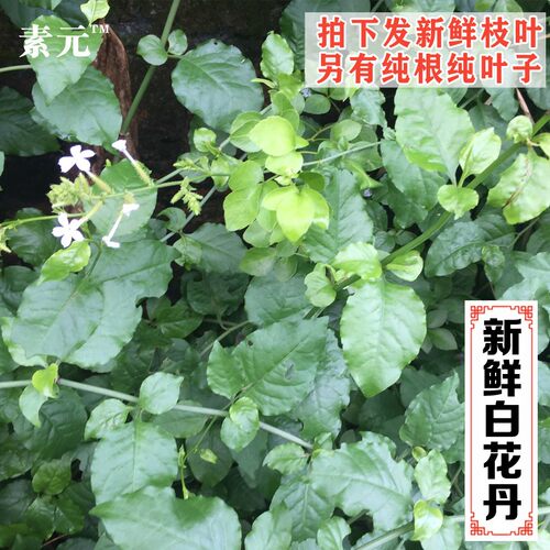 新鲜中草药白花丹一见消白雪花