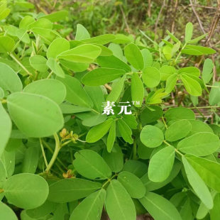 广西新鲜决明子草现采决明草 中草药假绿豆全草决明子全草 包邮