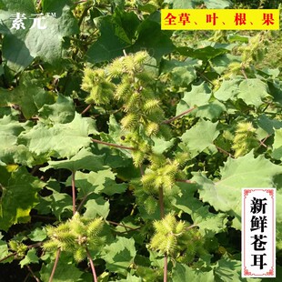野生新鲜苍耳枝叶苍耳子带刺痴头芒纯根新鲜苍耳子全草中草药苍耳