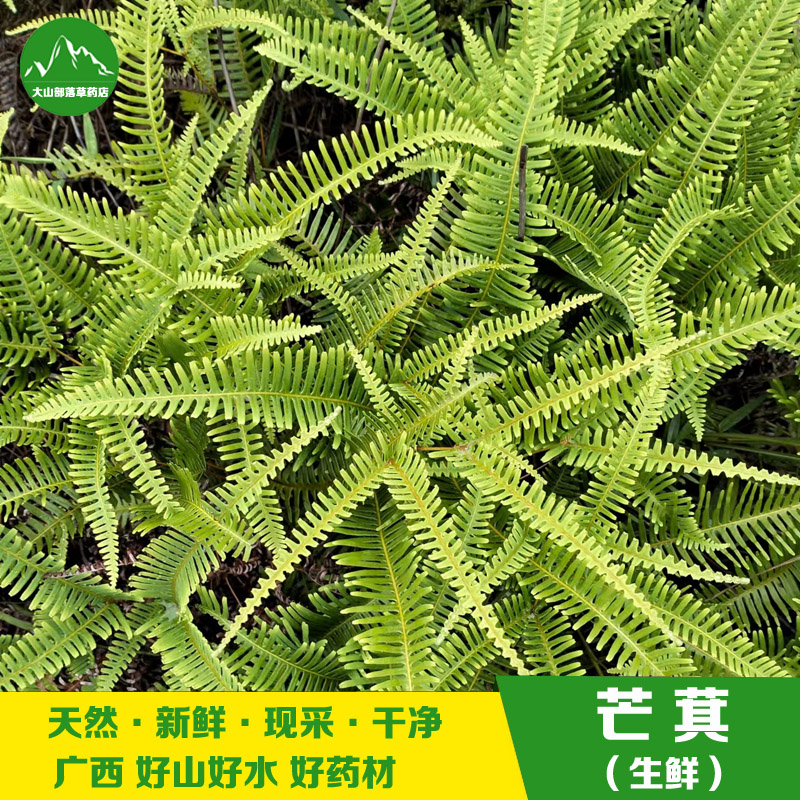 新鲜芒萁 天然芒萁根 狼萁铁狼萁竹萁草中草药山蕨鸡毛蕨整棵全草 - 实物图