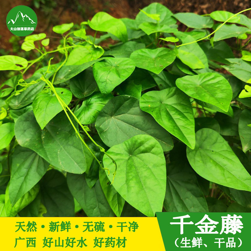 广西新鲜粪基笃千金藤藤叶