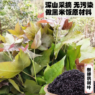 新鲜枫叶 枫木叶广西五色糯米饭黑米饭乌米饭植物染料黑色枫香叶