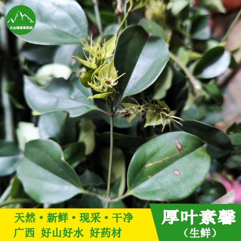 新鲜厚叶素馨樟叶茉莉青竹藤