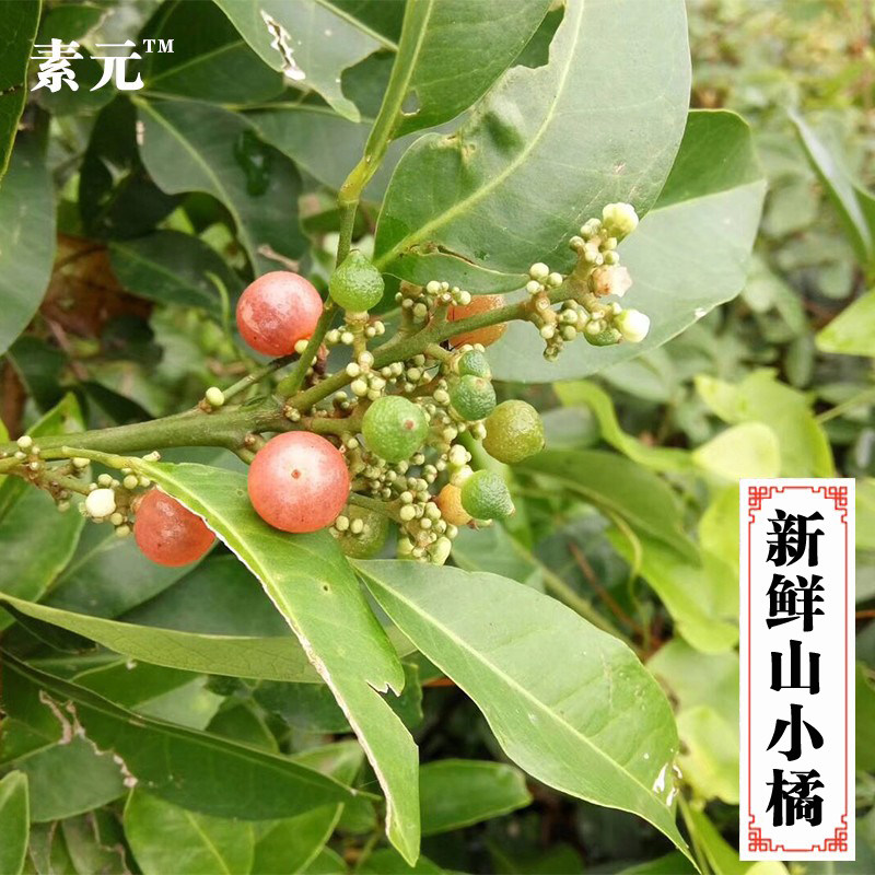 新鲜山小橘 山金橘 山油柑 野沙柑山小桔枝叶中药材纯根500克包邮