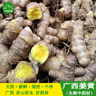 药用新鲜小黄姜野生姜黄苦涩黄姜产后调节月子姜黄粉药用姜土姜黄