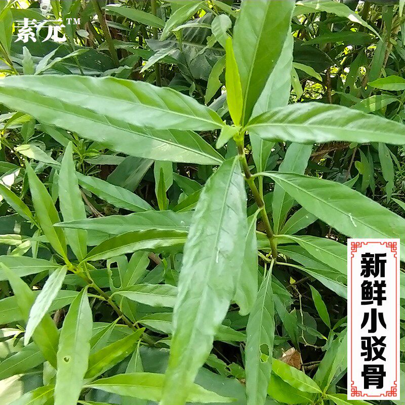 广西现采小驳骨 青杆驳骨兰小驳骨丹新鲜臭黄藤中草药接骨筒 包邮
