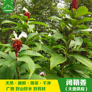 广西现挖新鲜闭鞘姜 樟柳头广商陆水蕉花白石笋老妈妈拐杖罗汉姜