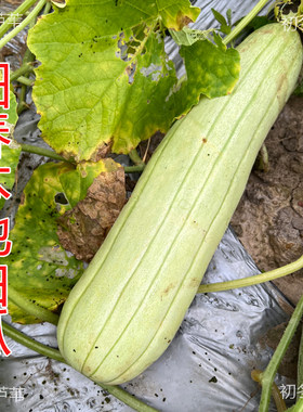 新鲜现摘广东阳春本地白瓜青筋白筋白瓜可腌制瓜咸可凉伴生吃白瓜