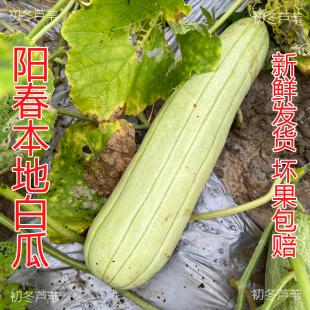 新鲜现摘广东阳春本地白瓜青筋白筋白瓜可腌制瓜咸可凉伴生吃白瓜