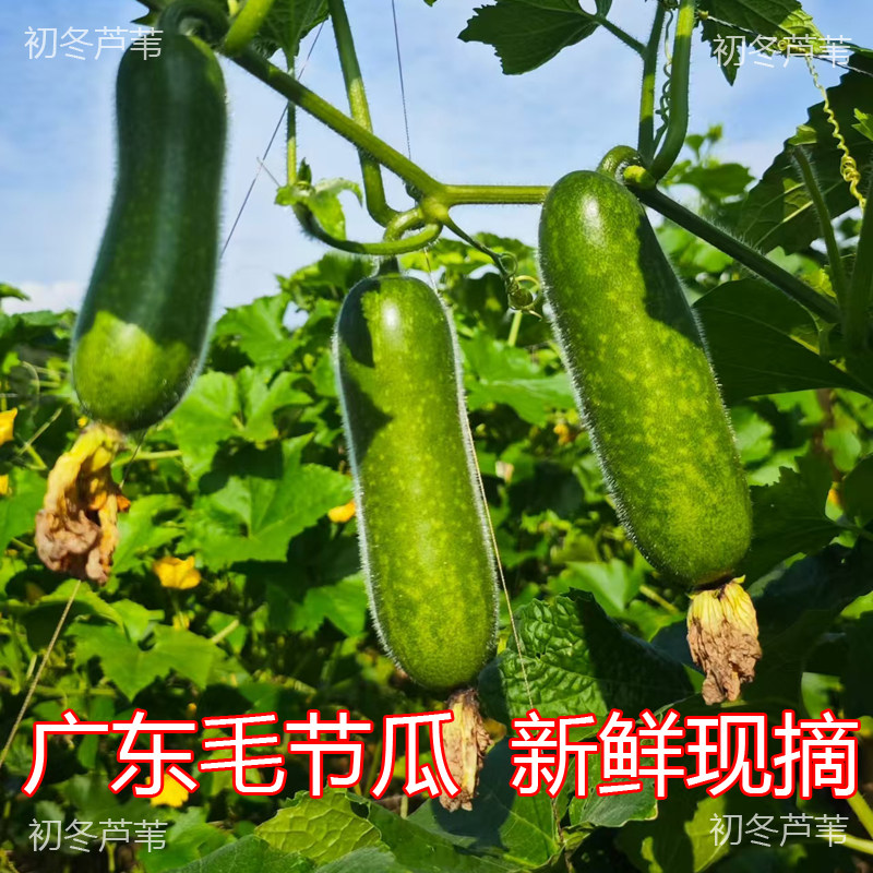 广东小冬瓜毛节瓜迷你小冬瓜新鲜发货毛节瓜味清甜时令毛节瓜