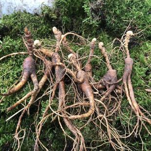 长白山林下参东北人参老池底子籽货新鲜泡酒炖鸡煲汤整枝锈参