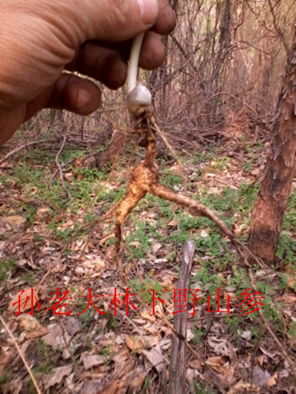 Boss Seeded seed Wild ginseng fresh Chicken Paojiu Forest soil Gift Senate 50 gram/piecein the Traditional nourishing food , Ginseng tonic , Wild ginseng  category - from Buy2taobao.com to provide professional Taobao agent buy service
