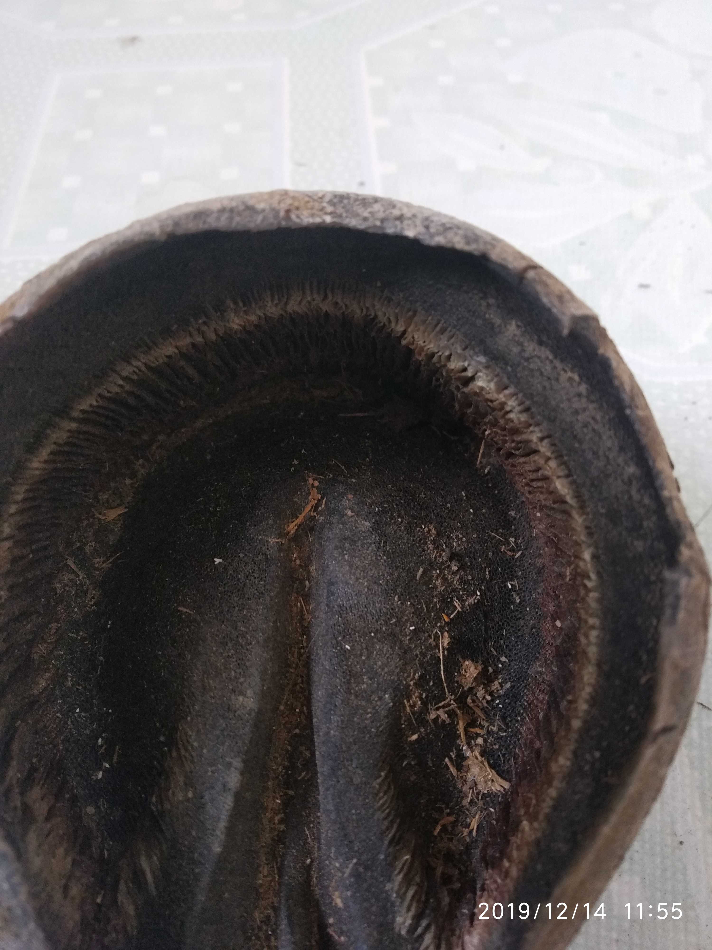 驴蹄壳马蹄壳驴蹄子黑驴蹄子雕刻牌子珠子DIY花肥底肥