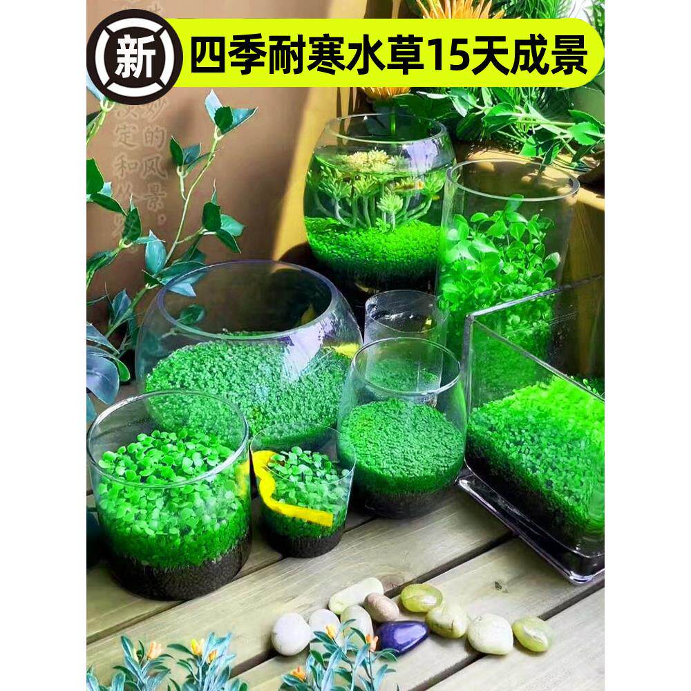 鱼缸水草种子生态玻璃瓶造景套餐水草