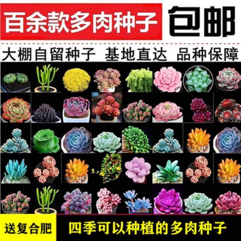 多肉种子生石花种籽子混合四季种家庭园艺种子