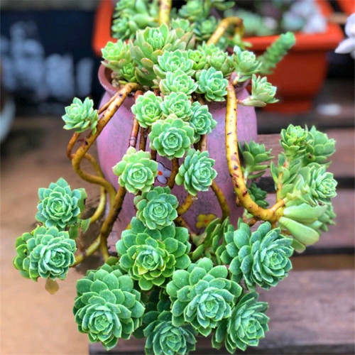 多肉白牡丹价格 多肉白牡丹图片 星期三 多肉白牡丹价格 多肉白牡丹图片 星期三