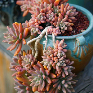 多肉秋丽价格 多肉秋丽图片 星期三