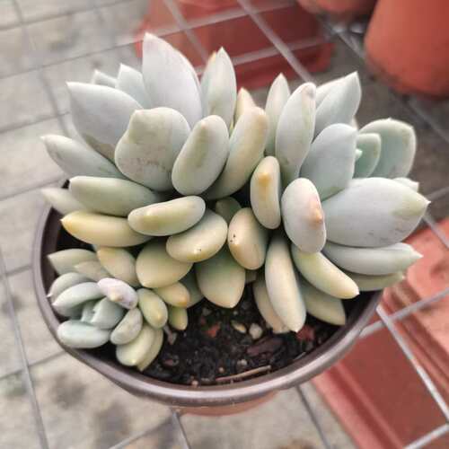 多肉胖美人价格 多肉胖美人图片 星期三