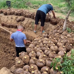 南阳新野龙潭经典回味地封黄酒五斤坛装包邮闪电发货