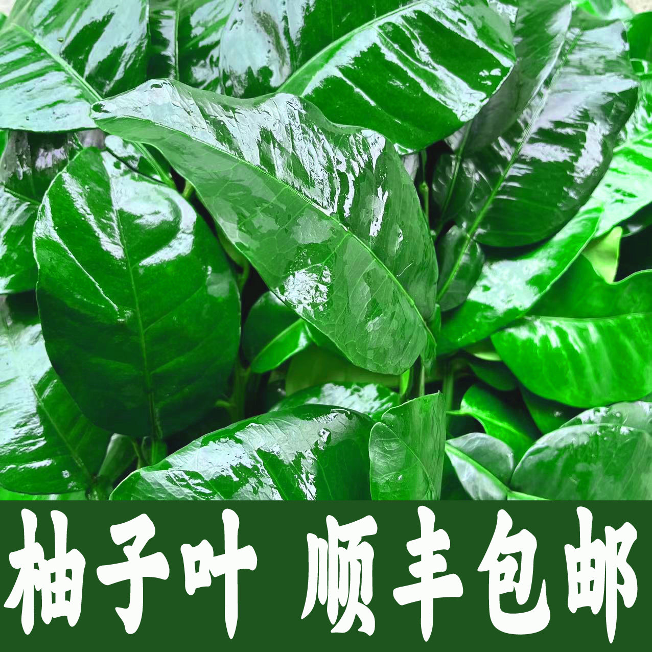 新鲜柚子叶顺丰包邮碌柚现摘带枝老树柚子叶青团带枝树叶子