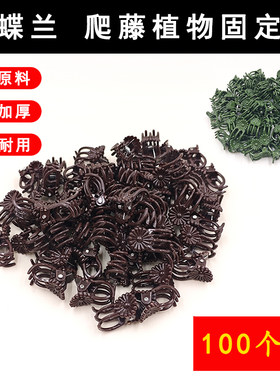 蝴蝶兰夹子爬藤植物固定夹