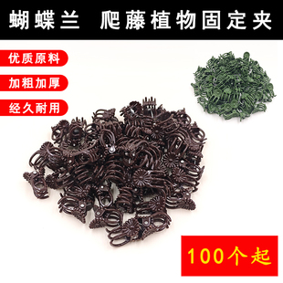 蝴蝶兰夹子支撑杆造型园艺夹子花卉花枝爬藤植物绿植兰花固定夹子