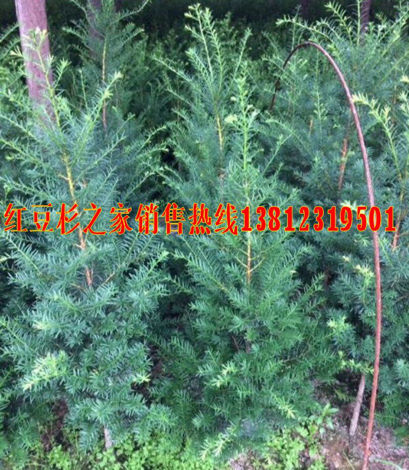 东北红豆杉室内外净化空气