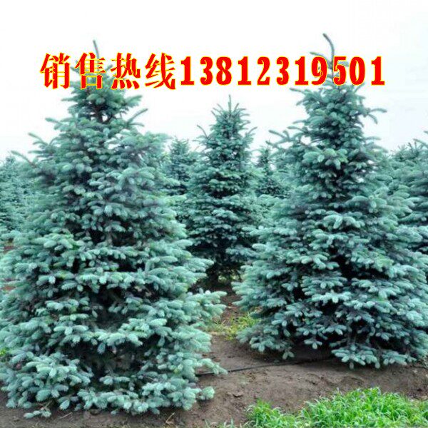 基地直销蓝杉树苗耐寒绿植庭院别墅植物常绿科罗拉多圣诞节蓝杉苗