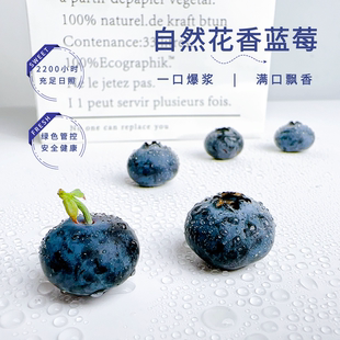 云南高原蓝莓花香L25空运新鲜基地直发