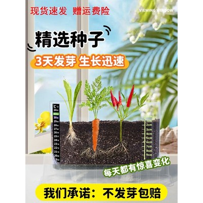 儿童种植小盆栽小学生植物生长观察盒桌面绿值室内发芽蔬菜花种子