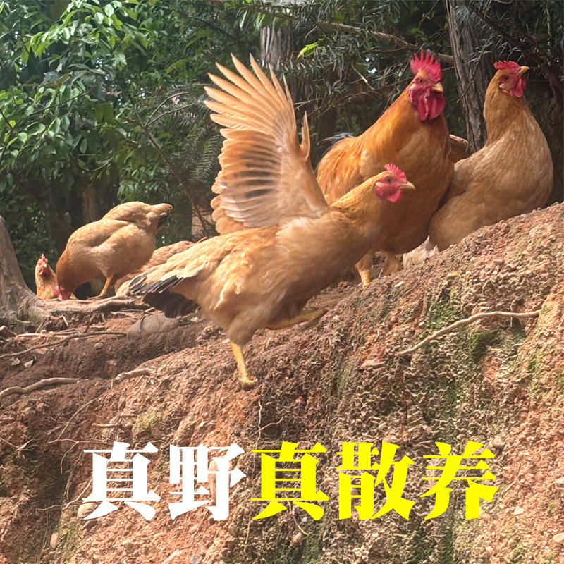 顺丰包邮 皖南土鸡农家散养未打鸣童子鸡小公鸡溜达