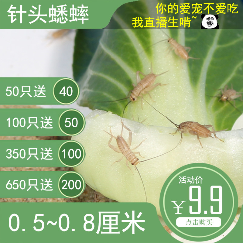 Cricket Cricket living thing feed Reptile Gecko Lizard Arowana Birds Cricket Oil gourd Syringe needle Cricketin the Pet/Pet food and supplies , Reptile/Insects and supplies Ming , Cricket  category - from Buy2taobao.com to provide professional Taobao agent buy service