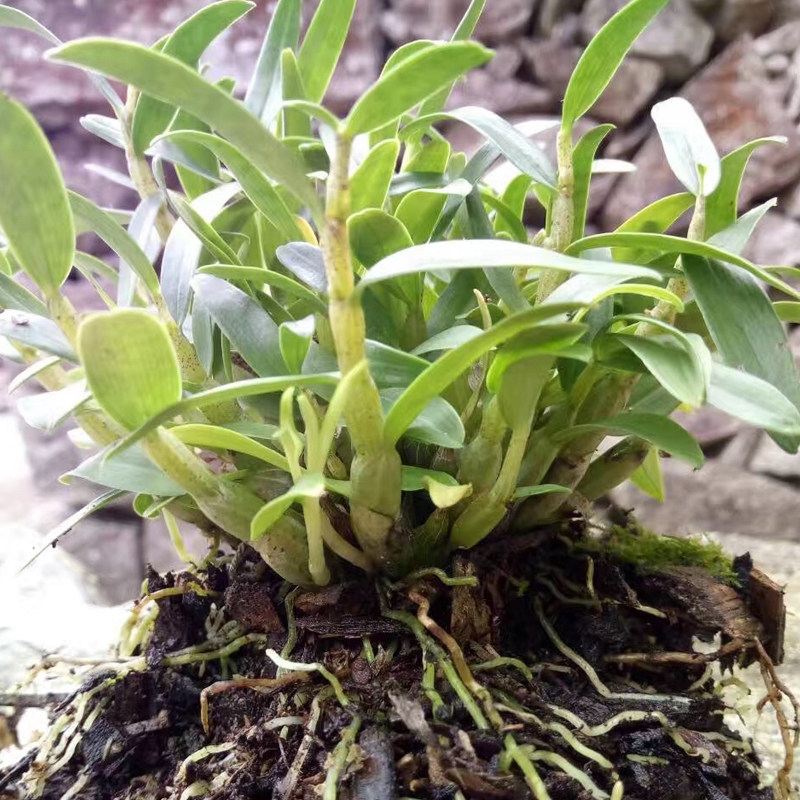 2年仿生霍山石斛兰铁皮石斛