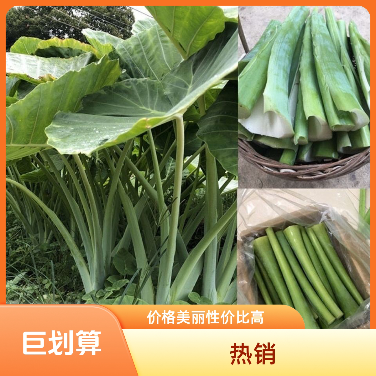 贵州广菜现摘新鲜汤鱼鸭子火锅