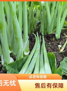 贵州特产广菜蔬菜新鲜芋苗菜广菜芋荷芋梗白玉苗芋蒙菜酸汤鱼配菜