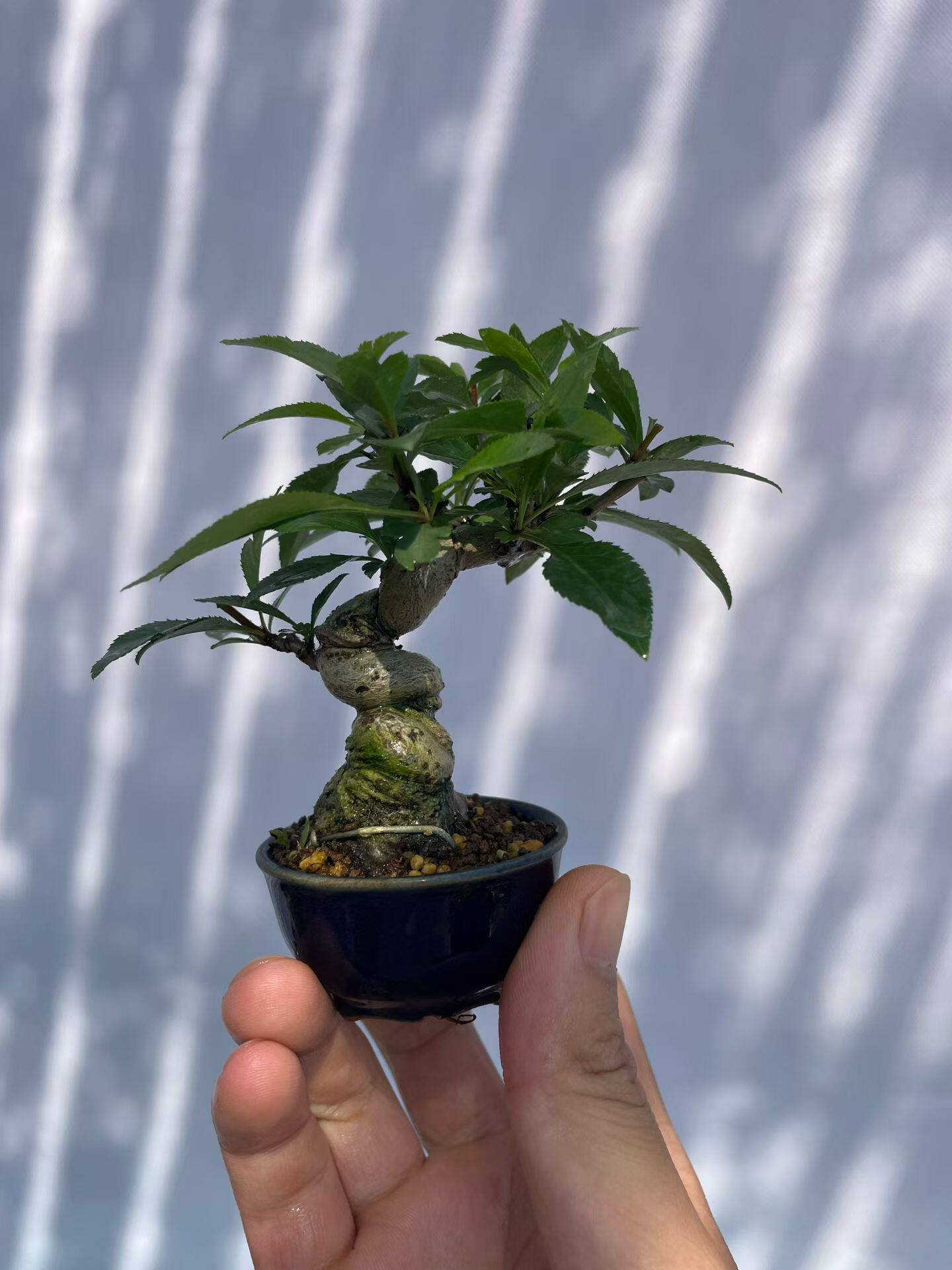 日本棠梨盆景豆梨微型植物书房茶台办公桌阳台窗台盆栽好养