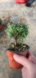 石化桧羽小盆景 掌中宝小微盆景