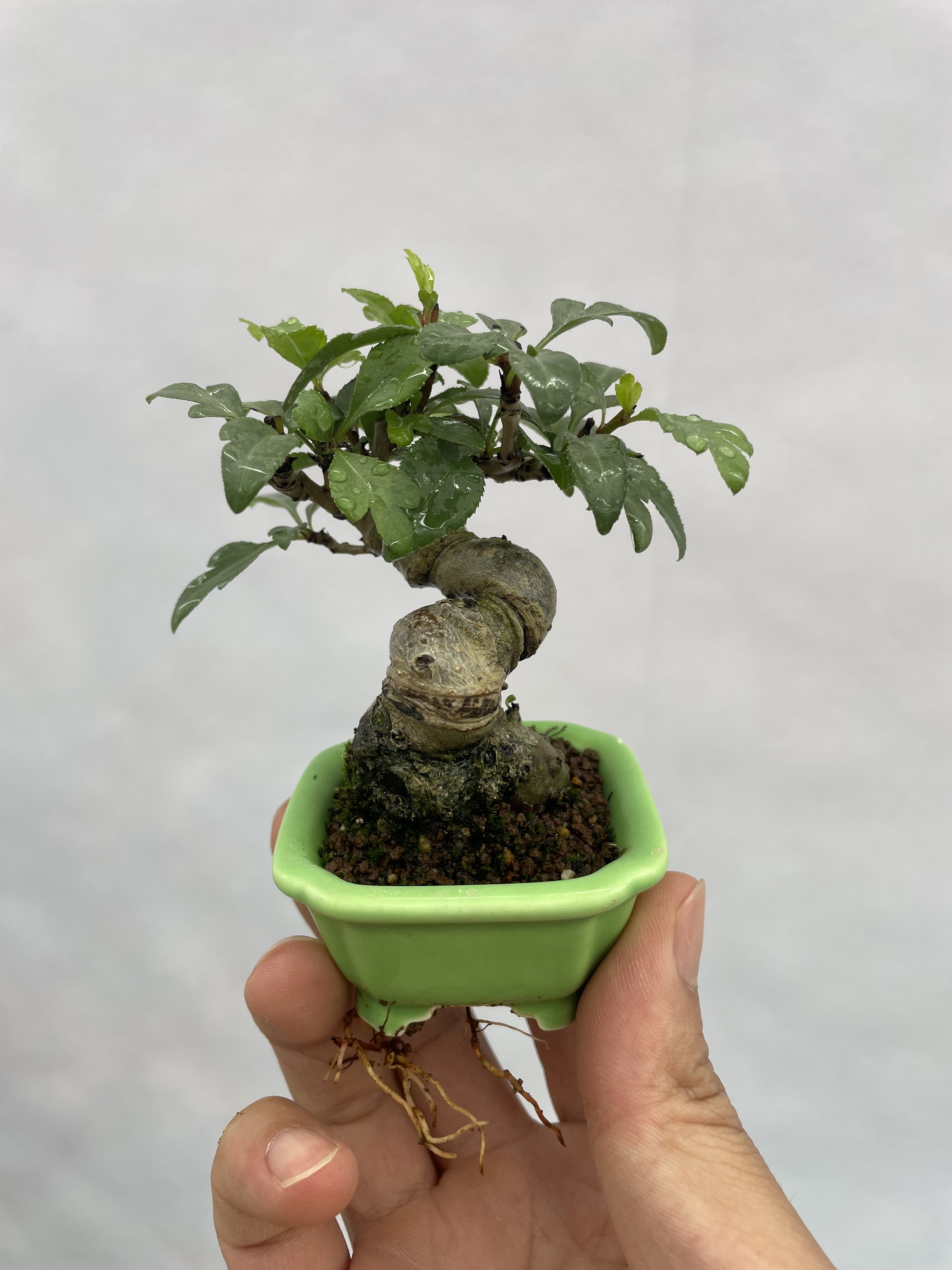 日本棠梨老桩，一物一拍。