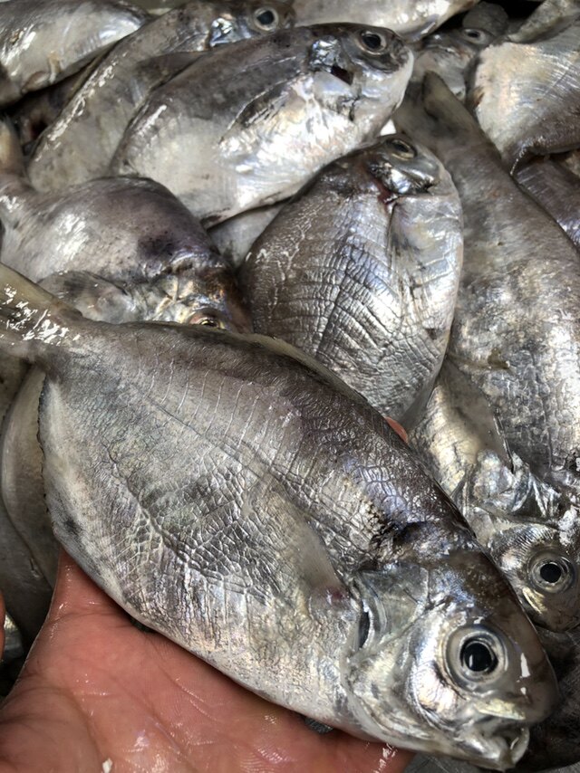 南鲳鱼肉鲳鲜活新鲜冷冻海鲜水产野生深海捕南仓鱼南昌肉昌鱼500g