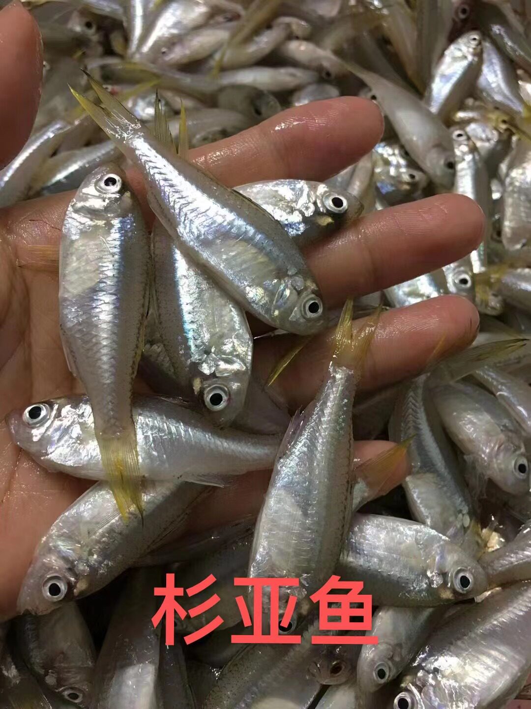 煲汤小海鱼衫亚鱼杉马鱼海鲜水产鲜活新鲜潮汕月子鱼顺丰500g