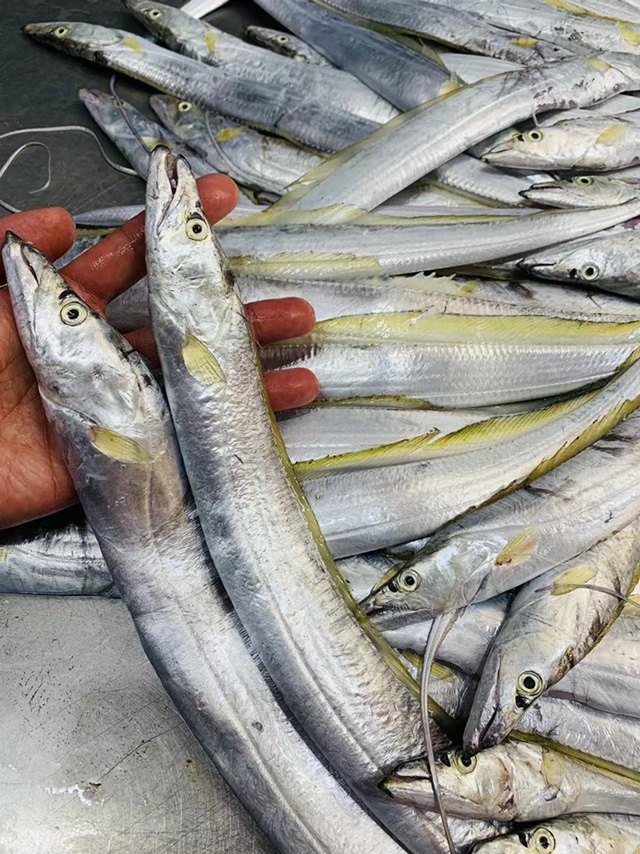 黄金带鱼小珠带鱼海捕黄嘴小带鱼新鲜刀鱼水产海钓带鱼黄旗潮汕