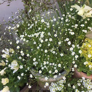 点地梅星辰盆栽花苗花期长易爆盆状夕雪麻耐寒阳台庭院喜阳冬季花