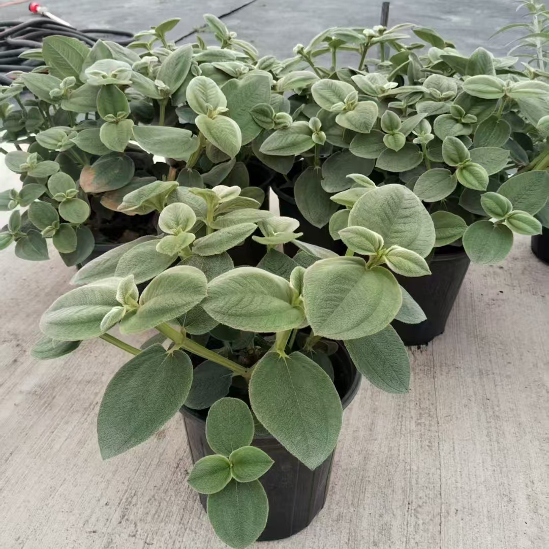 银毛野牡丹多年生盆栽四季长绿