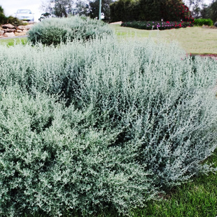 银叶仓鼠多刺浆果藜盆栽银色系花灌木多年生耐热耐晒花卉阳台庭院