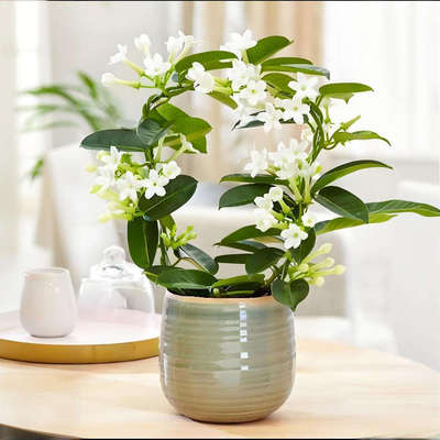 马达加斯茉莉盆栽爬藤植物