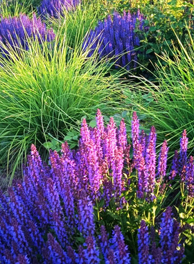 林荫鼠尾草雪山四月夜蓝山紫色盆栽花苗阳台庭院花境植物花卉耐寒