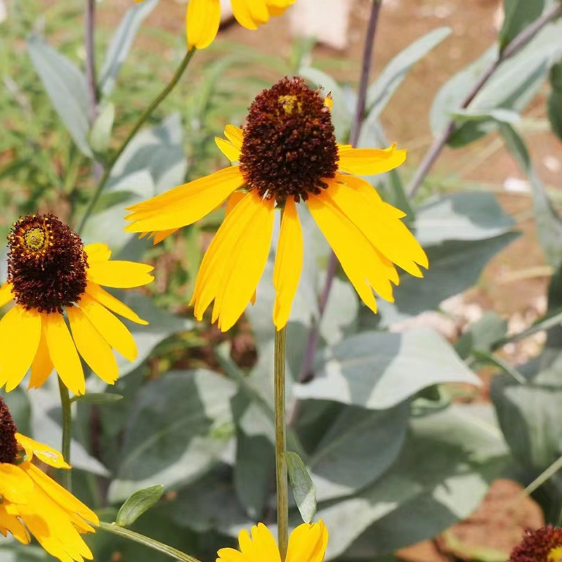 蒲棒菊大金光菊阳台庭院开花观赏好养活多年生耐寒宿根盆栽植物