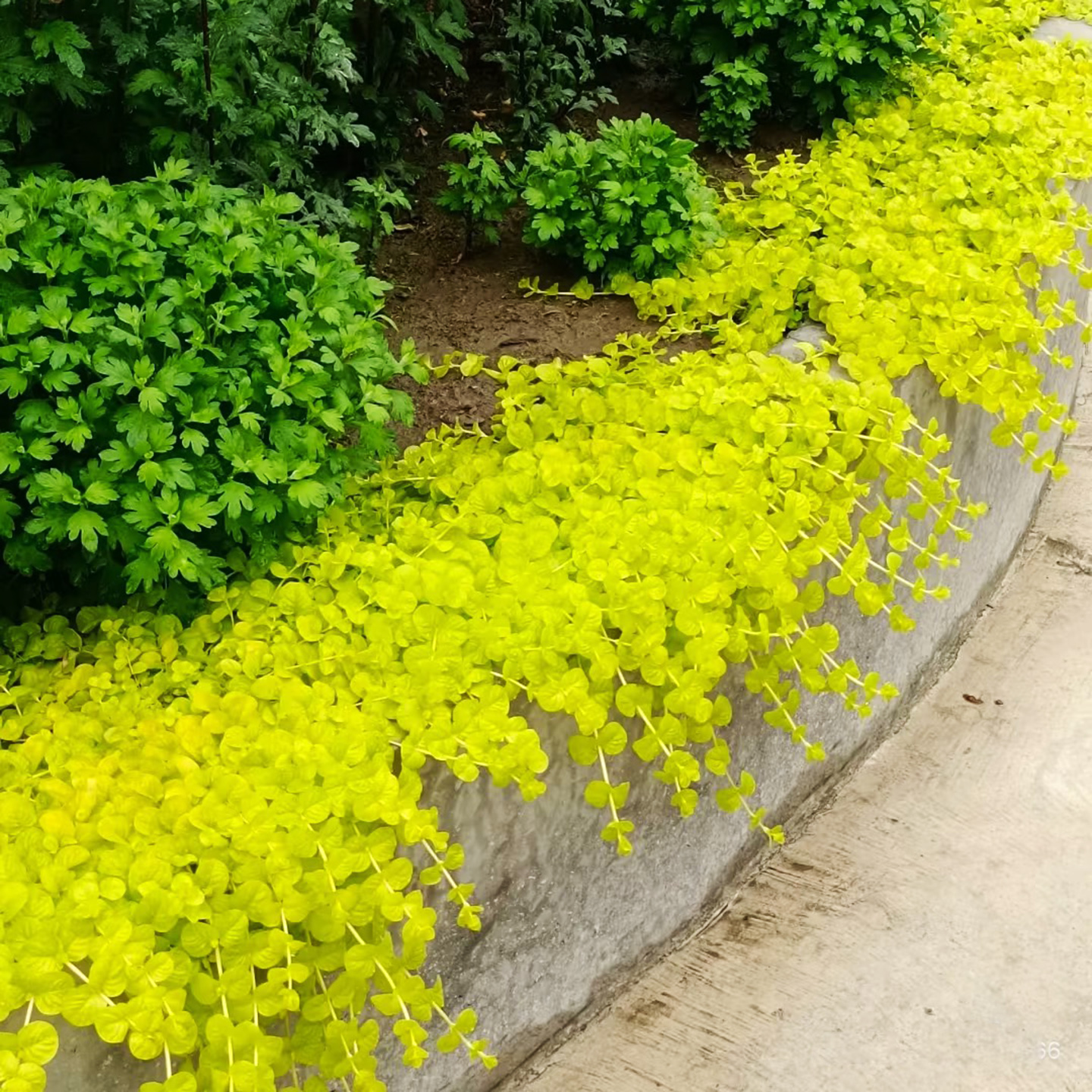 地被植物耐热耐寒多年生花境庭院